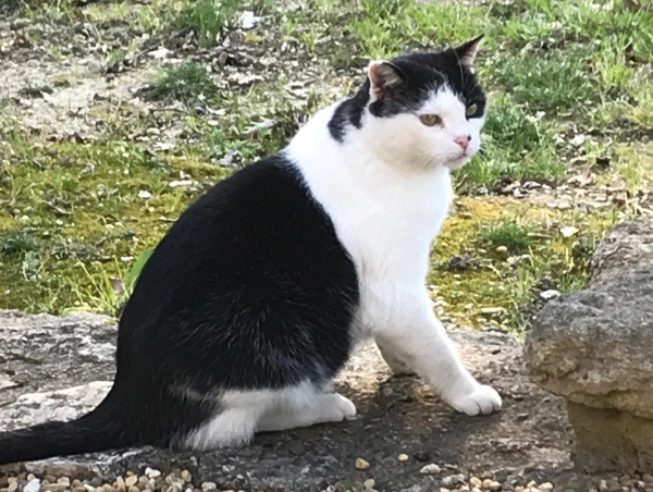 cat