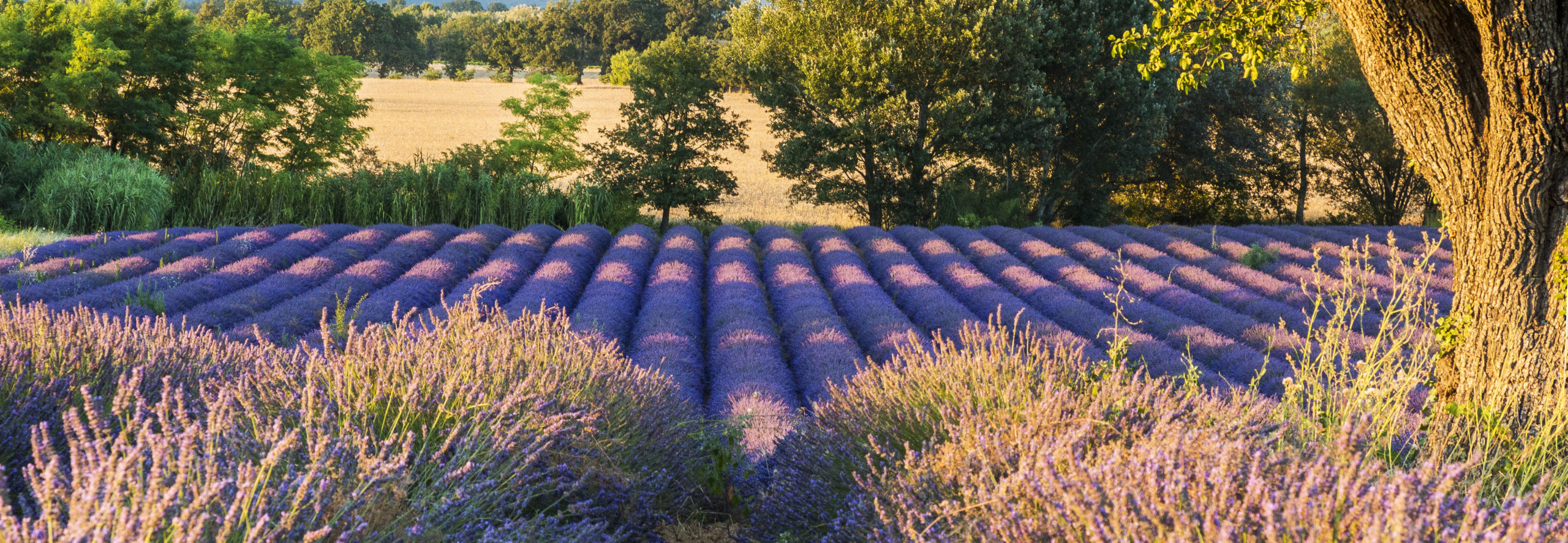 Provence Lavender - Rosie Jackson Provence-Lavender-Rose-Jackson